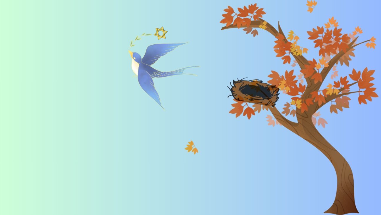 A baby bird towing a Star of David leaves an empty nest.